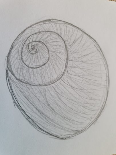 Sketch of flat periwinkle shell