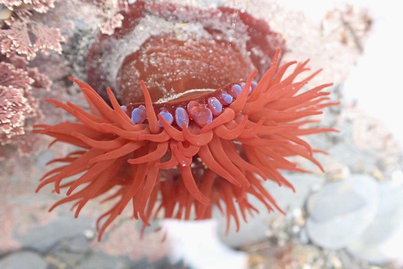 Beadlet Anemone in water