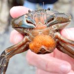 Shore Crab with eggs