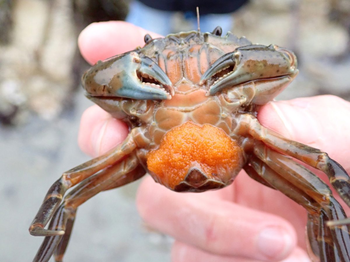 Shore Crab with eggs