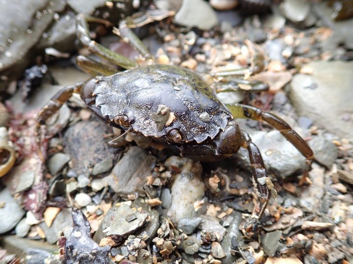 Common shore Crab UK. Green Shore Crab. Cornish Rock Pool.