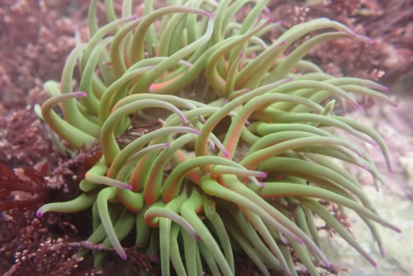 Snakelocks Anemone in Cornish Rock Pool