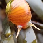 Flat Periwinkle feeding