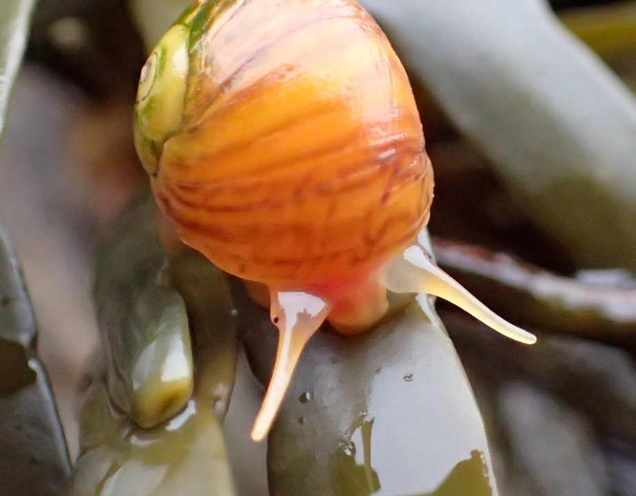 Flat Periwinkle feeding