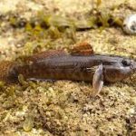 Rock Goby